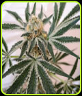 Petrol Skunk - Old School Genetics