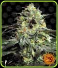Peyote Cookies - Barneys Farm Seeds