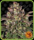 Peyote Critical - Barneys Farm Seeds