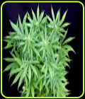 Peyote Forum - Seedsman Seeds
