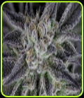 Peyote Gorilla - Seedsman Seeds