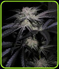 Peyote Purple - Cannabiogen Seeds
