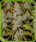Peyote WiFi - Seedsman Seeds