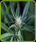 Peyote Wi-Fi CBD 2:1 - Seedsman Seeds