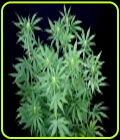 Peyote Zkittlez - Seedsman Seeds