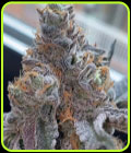 Piñata - Grounded Genetics