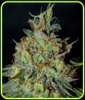 Picante - G13 Labs Seeds