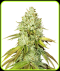 Pineapple - Seed Stockers
