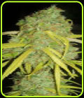 Pineapple Amnesia - Garden of Green