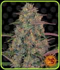Pineapple Chunk - Barneys Farm Seeds