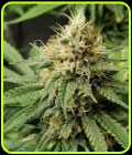 Pineapple Crack - Top Shelf Elite Seeds