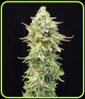 Pineapple Dream Edition - Kannabia Seeds