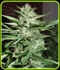 Pineapple Express - G13 Labs Seeds