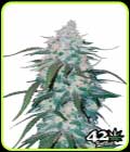 Pineapple Express - FastBuds