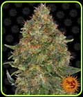 Pineapple Express Automatic - Barneys Farm Seeds