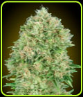 Pineapple Glue - Advanced Seeds