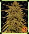 SALE - Pineapple Haze - Barneys Farm - Barneys Farm Seeds