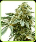 SALE - Pineapple Haze - Seed City Seeds - Cannabis Seed Sale Items