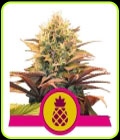 Pineapple Kush - Royal Queen Seeds