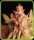 Pineapple Magnum - Propaganja Seeds