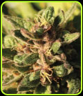 Pineapple Muffin - Humboldt Seed Company