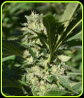 Pineapple Passion Zmoothie - Terp Hogz GeneticZ