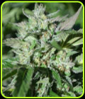 Pineapple Pellazino - Terp Hogz GeneticZ