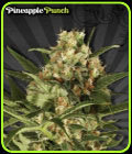 Pineapple Punch - Auto Seeds