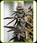Pineapple Punk - Tiki Madman Seeds