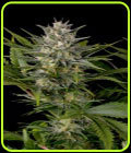 Pineapple Skunk - Humboldt Seed Organisation