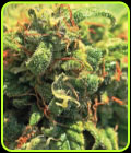 Pineapple Upside Down Cake - Humboldt Seed Company