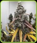 Pineapple Whip S1 - Tiki Madman Seeds