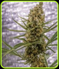 Pineapple XX - Brothers Grimm Seeds