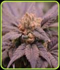 Pineapple & Banana - Old School Genetics