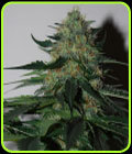 Pineapplegum - Blackskull Seeds