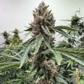 Pink Animal Crackers S1 - Mosca Seeds