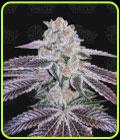Pink Apple Tartz - Terp Treez Co