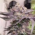 Pink Bacio - Karma Genetics