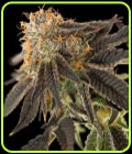 Pink Cookie Bliss - True Canna Genetics