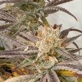Pink Crumble - Karma Genetics