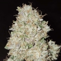 Pink Fritter - Karma Genetics