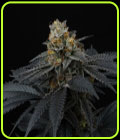 Pink Gasoline - Perfect Tree Seeds