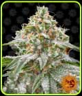 Pink Kush - Barneys Farm Seeds