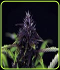 Pink Kush CBD 30:1 Auto - Seedsman Seeds