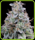 Pink Limez - Grounded Genetics