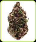 Pink Magic FAST Version - Growers Choice