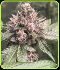 Pink Mintz - Conscious Genetics