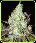 Pink Paletas - Karma Genetics