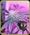 Pink Panties - Purple Caper Seeds