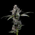Pink Passion Fruit - Cookies Seed Bank